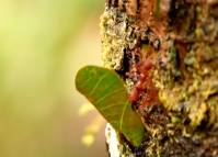 Jogos Aventura e Natureza- Formiga